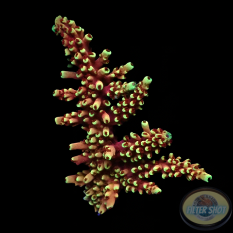 Acropora natalensis 🐉 “Dragon Breath” WYSIWYG “AD Special”