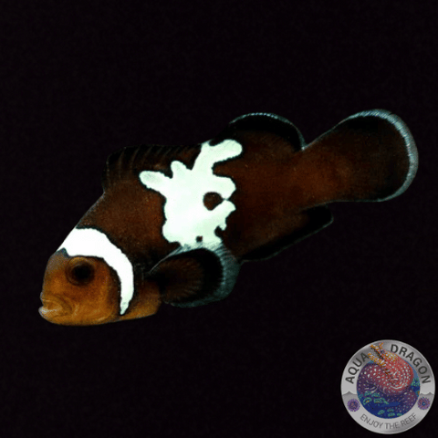 Amphiprion ocellaris „Choco Midnight“ Nachzucht