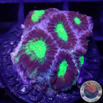 Favia spp. „Blue Fuel“ AD Special“