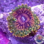 Krustenanemonen „GMK“ WYSIWYG