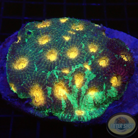 Acanthastrea echinata „Melting Moon“ WYSIWYG „AD Special“