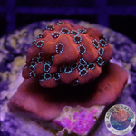 Montipora spp. 🐉 „Dragon Fruit“ WYSIWYG „AD Special“