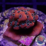 Montipora spp. 🐉 „Dragon Fruit“ WYSIWYG „AD Special“