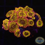 Krustenanemonen „Chiquita“ WYSIWYG „AD Special“