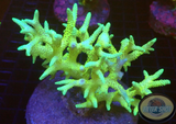 Seriatopora spp. „Yellow Thorn“ AD Special