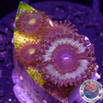 Krustenanemonen „Vampire Nipple“ WYSIWYG