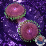Krustenanemonen „Chili“ WYSIWYG