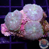 Rhodactis spp. „Crystal“ WYSIWYG