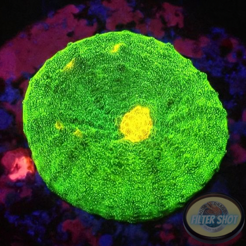 Echinophyllia spp. „Baby Invader“ WYSIWYG