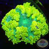 Phymanthus crucifer WYSIWYG