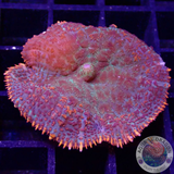 Rhodactis spp. „Flaming Rim“