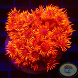 Goniopora spp. „Johny Blaze“ WYSIWYG „AD Special“