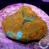 Echinophyllia spp. „24K AM“ WYSIWYG