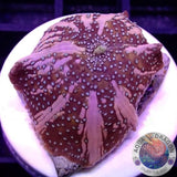 Discosoma spp. „Deep Space“ AD Special