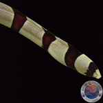 Myrichthys colubrinus Geringelter Schlangenaal M
