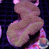 Lobophyllia spp. „Gold Sprinkle“ WYSIWYG „AD Special“