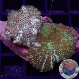 Discosoma spp. „Pearl Jaw“ WYSIWYG