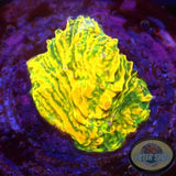 Echinophyllia spp. „Stellaria“ WYSIWYG