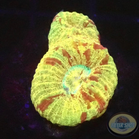 Dipsastraea spp. „Blood Diamond“ WYSIWYG „AD Special“