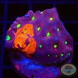 Favites spp. „Ultra Warrior“ WYSIWYG „AD Special“