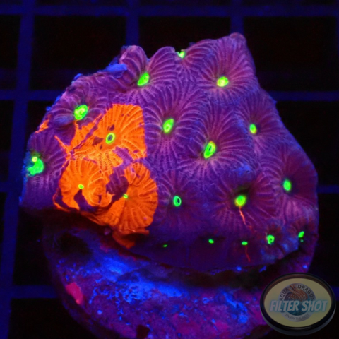 Favites spp. „Ultra Warrior“ WYSIWYG „AD Special“