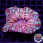 Cynarina lacrymalis „Curly Strawberry“ WYSIWYG