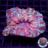 Cynarina lacrymalis „Curly Strawberry“ WYSIWYG