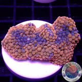 Ricordea florida „Shyne“ WYSIWYG „AD Special“