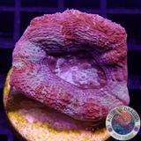 Homophyllia bowerbanki „Sicario“ WYSIWYG