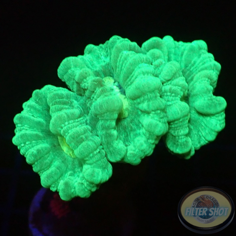Caulastraea spp. „Mint“ WYSIWYG