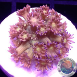 Goniopora spp. „Juicy P“ WYSIWYG „AD Special“