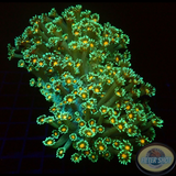Goniopora spp. „Margo“ WYSIWYG