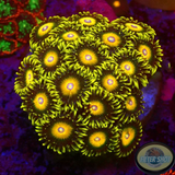 Krustenanemonen „Super Saiyan“