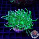 Euphyllia glabrescens „Jumbo Todd“ AD Special