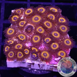 Krustenanemonen „Johnny Pumpkin“ 🎃