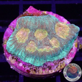 Echinophyllia spp. „Golden Boy“ WYSIWYG „AD Special“