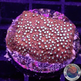Stylocoeniella spp. „Bling Bling“ AD Special