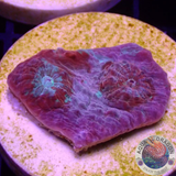 Echinophyllia spp. „Resident Evil“ WYSIWYG „AD Special“