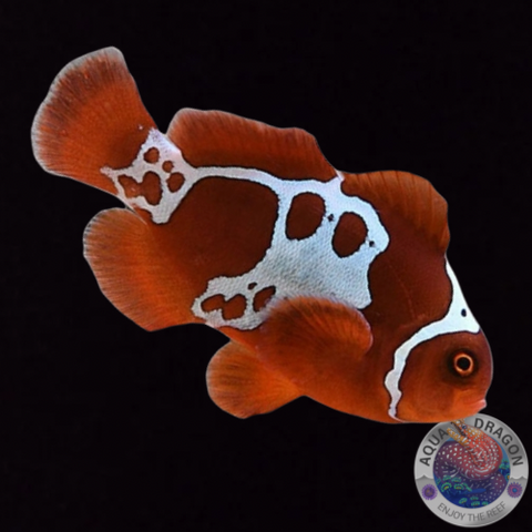 Amphiprion biaculeatus „Lightning Maroon Clownfish“ Nachzucht