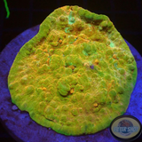 Echinophyllia spp. „Sky & Sand Bounce“ WYSIWYG