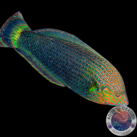 Halichoeres marginatus "Prachtregenbogenlippfisch"