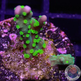 Montipora stellata „Star Wars“ WYSIWYG
