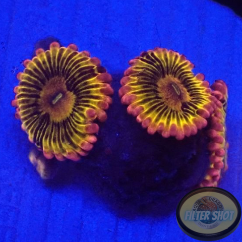 Krustenanemonen „Stratocaster“ WYSIWYG „AD Special“