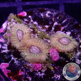 Krustenanemonen “ORC” WYSIWYG “AD Special”