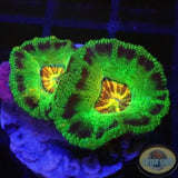 Micromussa spp. „Abe‘s Oddysee“