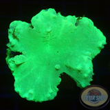 Sinularia brassica „Toxic Leaf“ WYSIWYG