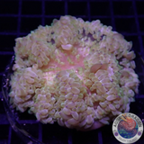 Radianthus malu WYSIWYG