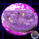 Echinophyllia spp. „Mantras“ WYSIWYG