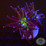 Euphyllia glabrescens „OG NYK“