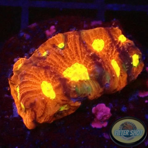 Favia spp. “Toro Bravo” WYSIWYG
